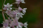 Fourleaf milkweed